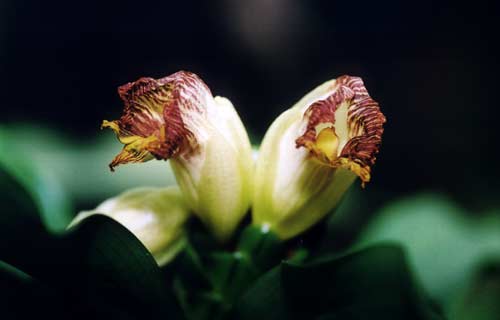 101303-Costus_Pictus-2.jpg