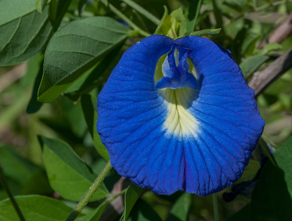 1014px-Unknown_blue_flower.jpg