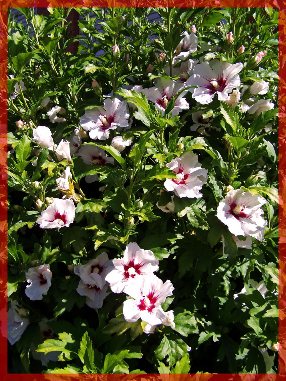 1021-hibiscus-syriacus.jpg
