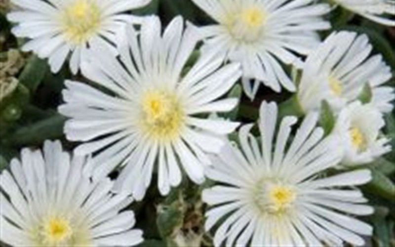 10224-White-Wonder-Hardy-Ice-Plant.jpg