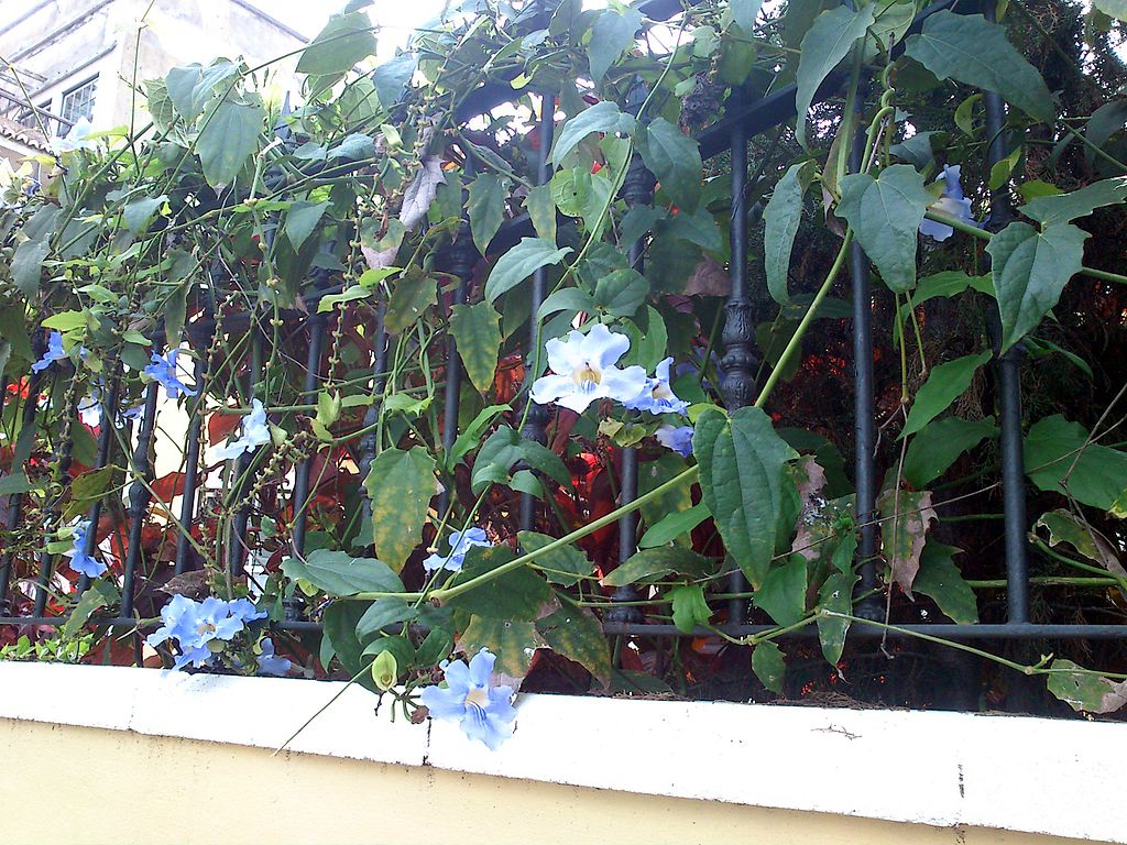 1024px-A_identificar_floracion_nocturna_%281%29.JPG