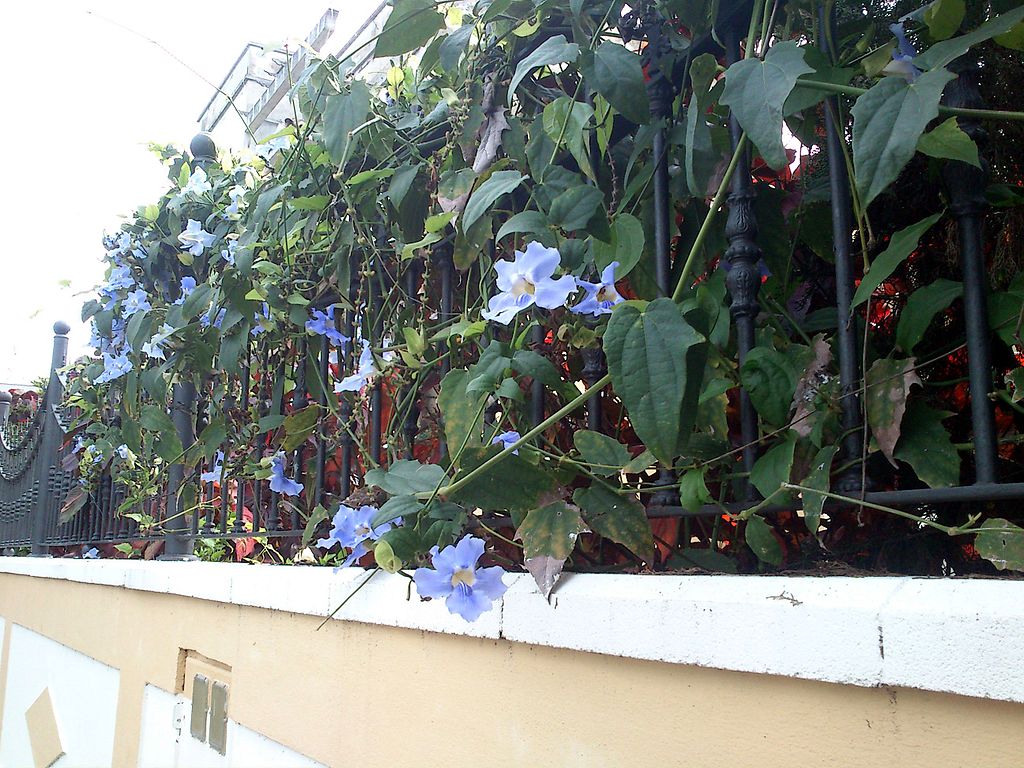 1024px-A_identificar_floracion_nocturna_%282%29.JPG