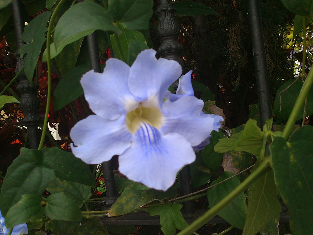 1024px-A_identificar_floracion_nocturna_%283%29.JPG
