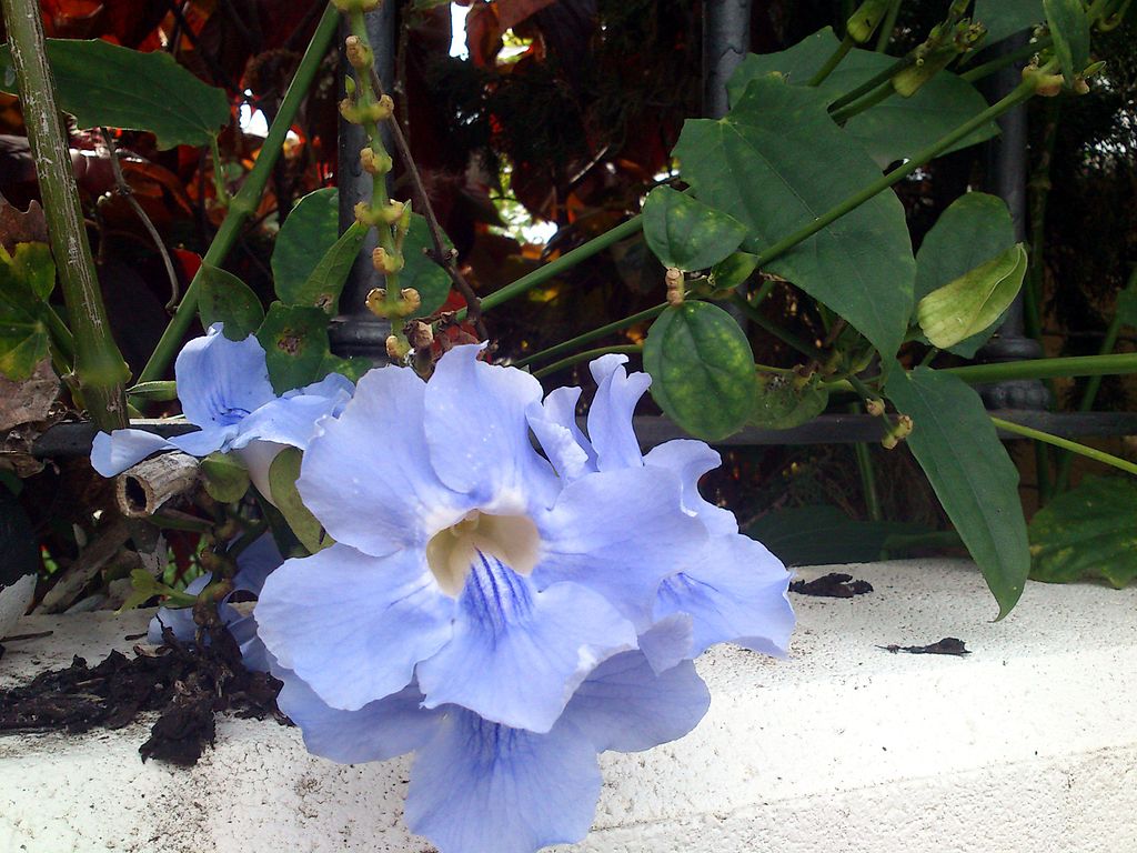 1024px-A_identificar_floracion_nocturna_%285%29.JPG