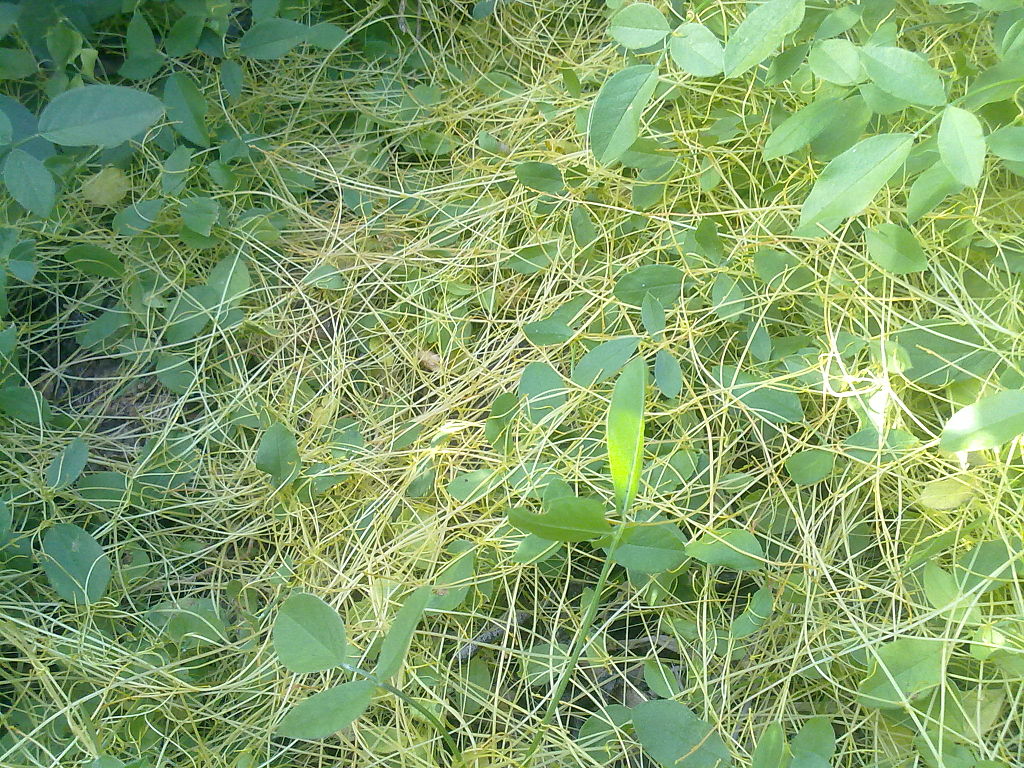 1024px-A_identificar_rastrera_%284%29.jpg