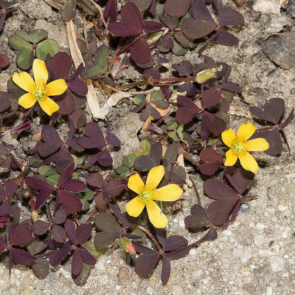 1024px-Oxalis.corniculata.7562.JPG