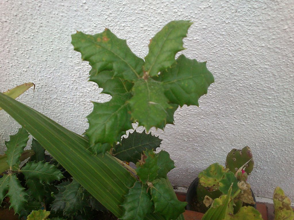 1024px-Peque%C3%B1a_encina_o.._%282%29.JPG