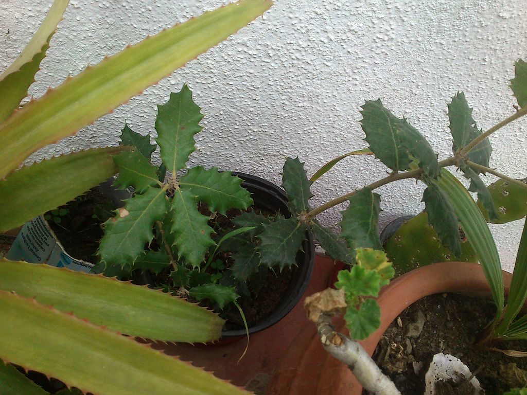 1024px-Peque%C3%B1a_encina_o.._%283%29.JPG