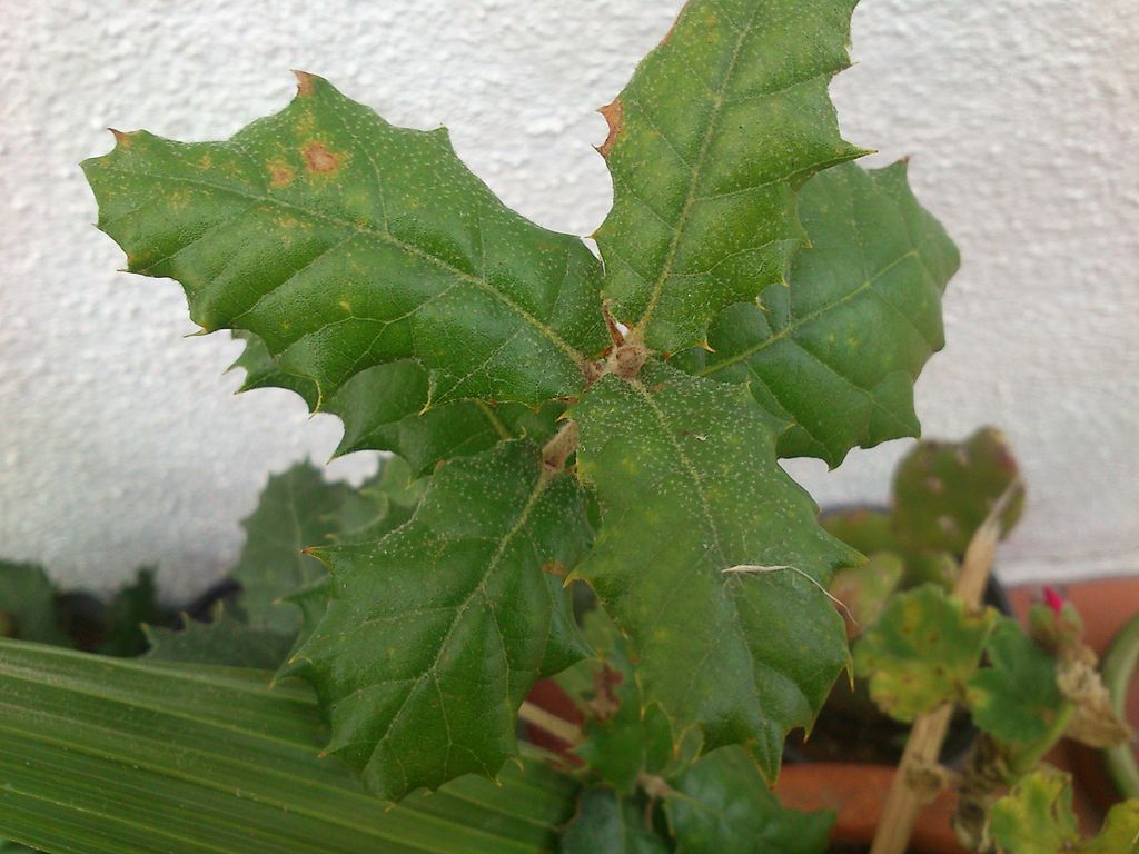 1024px-Peque%C3%B1a_encina_o.._%284%29.JPG