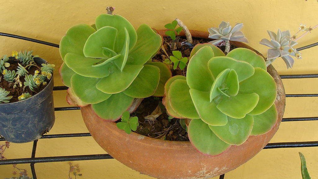 1024px-Variedades_de_jade.JPG