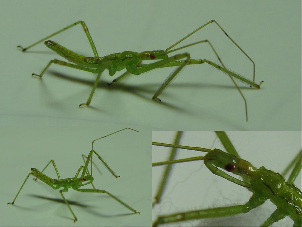 1024px-Zelus_bug_nymph.jpg