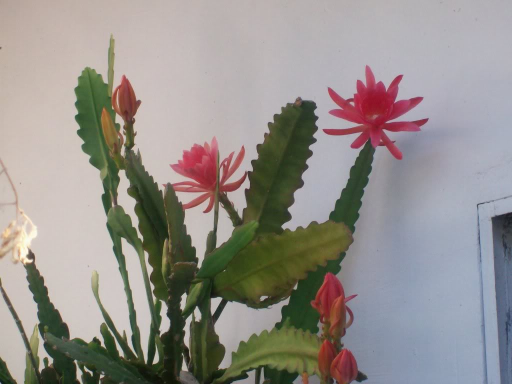 102_4353.jpg