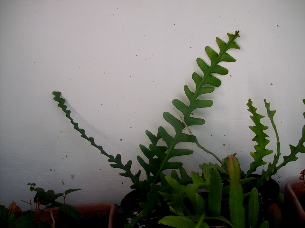102_5550.jpg