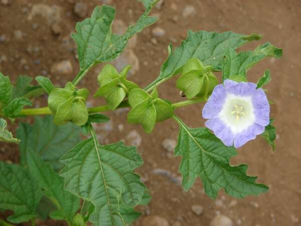 10374-Nicandra-physalodes.jpg