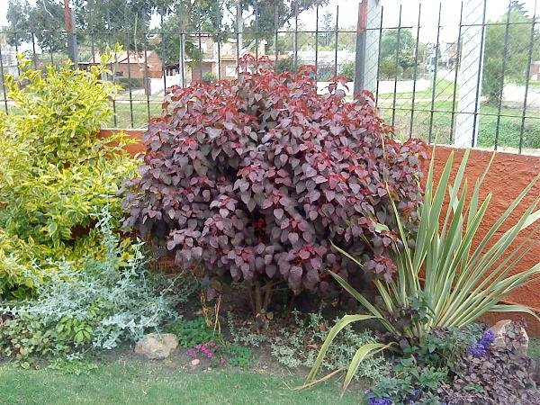 10381d1278681297t-el-jardin-de-ivonne-mi-jardin-354.jpg