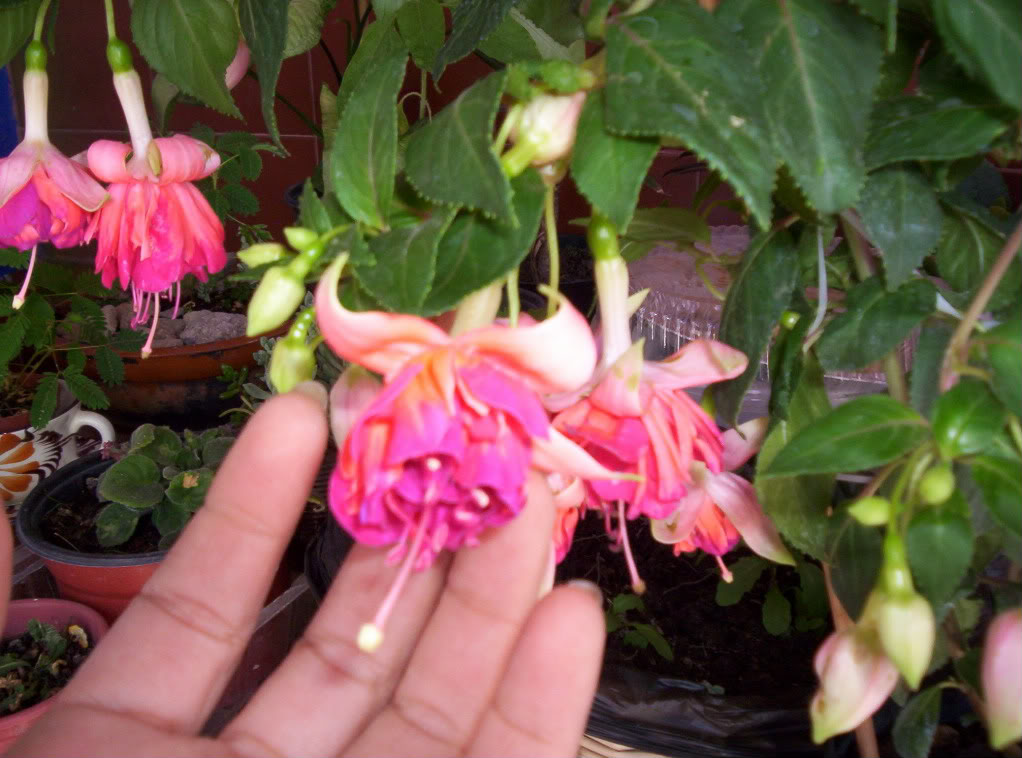 103_4596.jpg