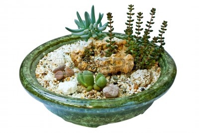 10401961-composition-of-succulents-isolated-on-a-white-background.jpg