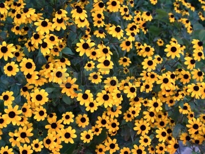 10425823-bright-yellow-echinacea-flower-background.jpg