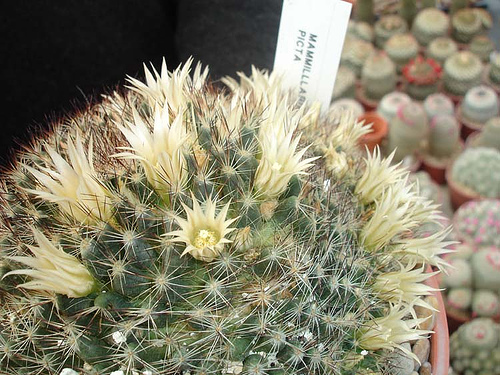 105200580_ea86af0639.jpg