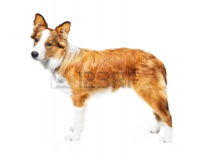 10618893-cachorro-de-border-collie-aislada-sobre-fondo-blanco.jpg