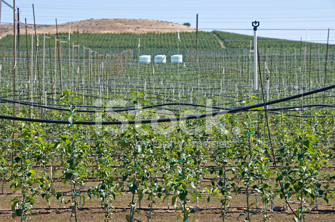 10642529-fruit-trees-and-irrigation-sprinklers.jpg
