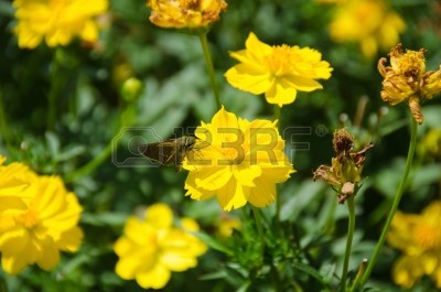 10674796-mariposa-bebiendo-nectar-en-flor-amarillo-cosmos-cosmos-sulphureus.jpg