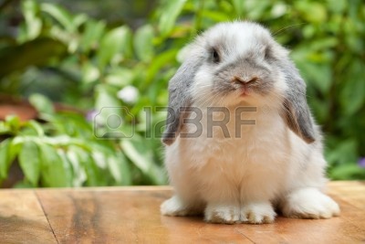 10691555-holanda-lindo-lop-permanente-de-conejo-en-el-exterior.jpg