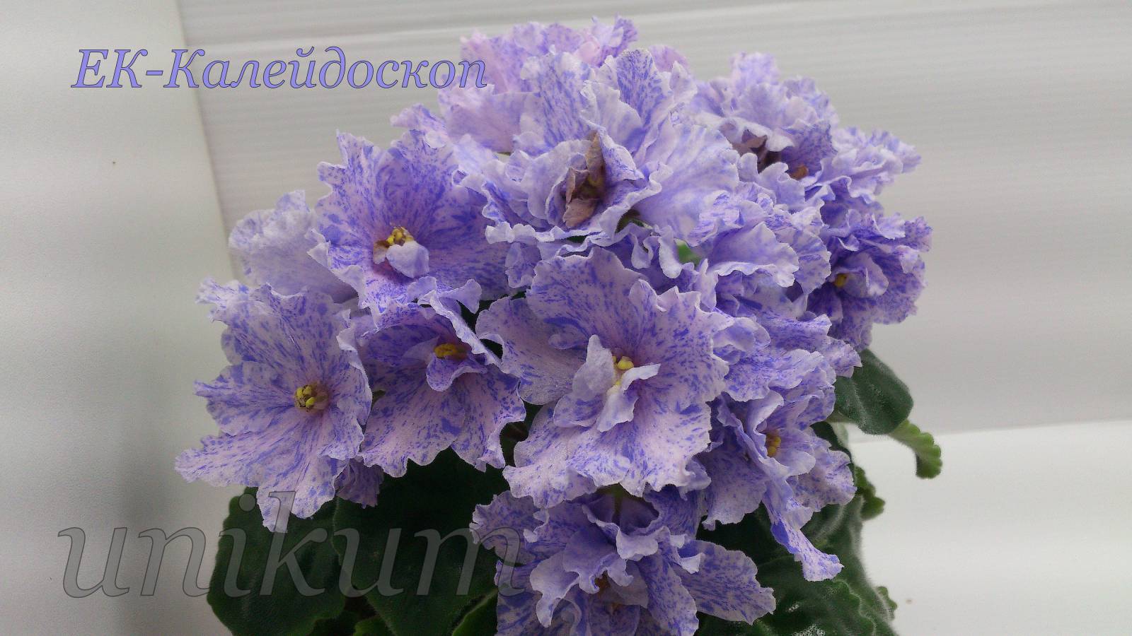 10741ce994c3a4f900d6605208d1e8bf501f11185780436.jpg