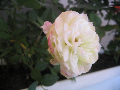 107_0792%7E0.JPG