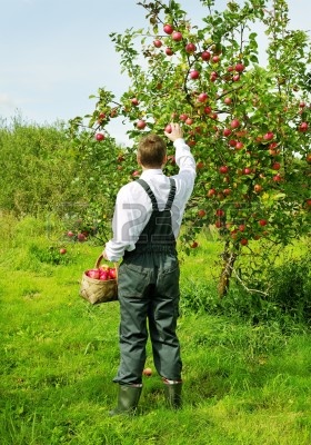 10824327-el-hombre-esta-recogiendo-los-una-manzana-del-manzano.jpg