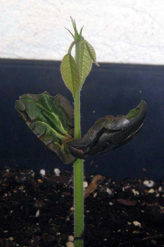 10_09_14_cacao_germinado_taper.jpg