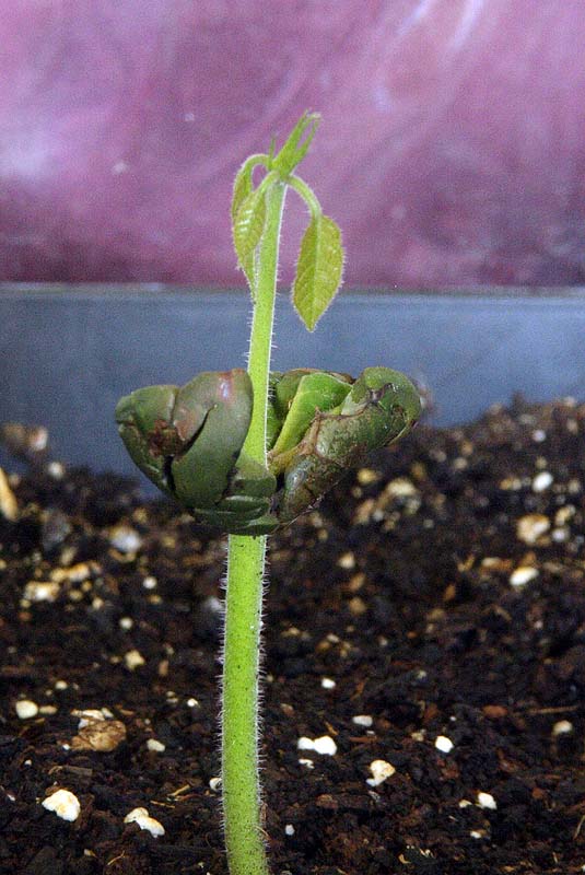 10_09_14_cacao_germinado_taper_2.jpg