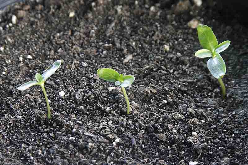 10_09_17_nonis_germinados.jpg
