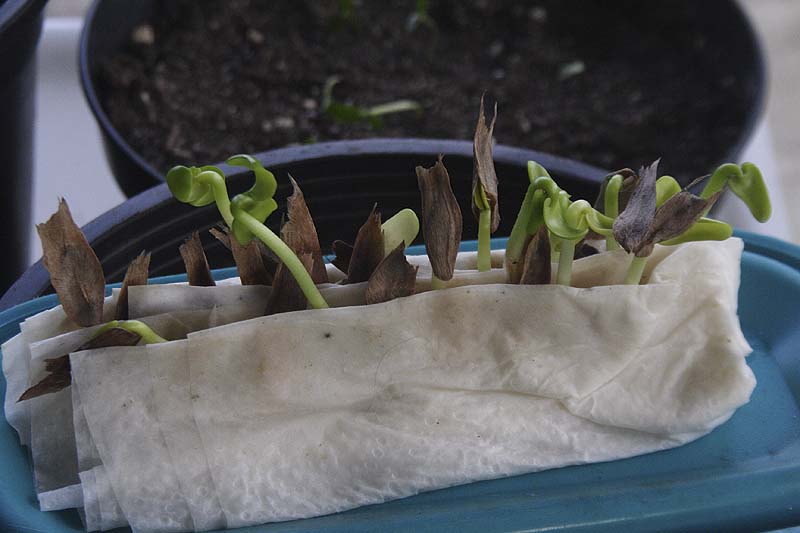 10_09_17_plumerias_germinadas.jpg