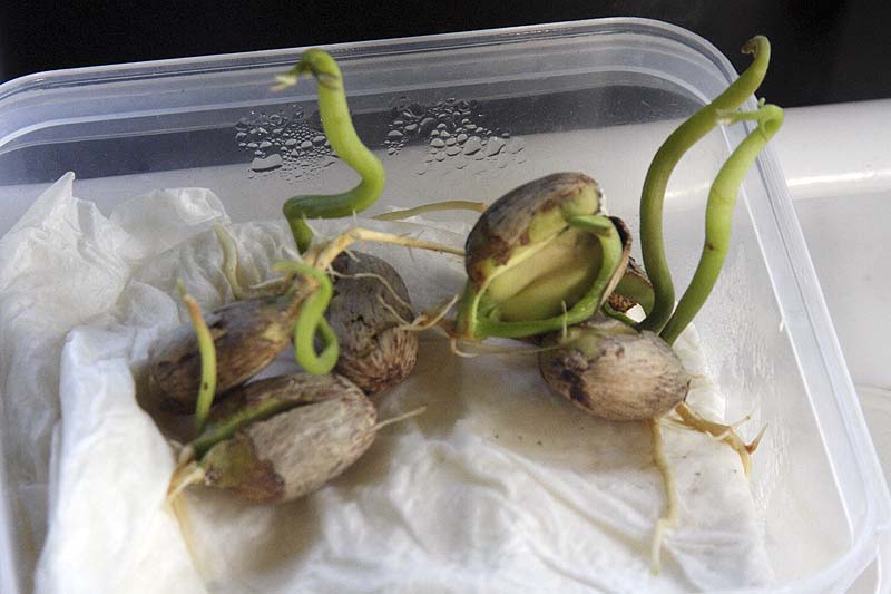 10_09_17_rambutanes_germinados.jpg