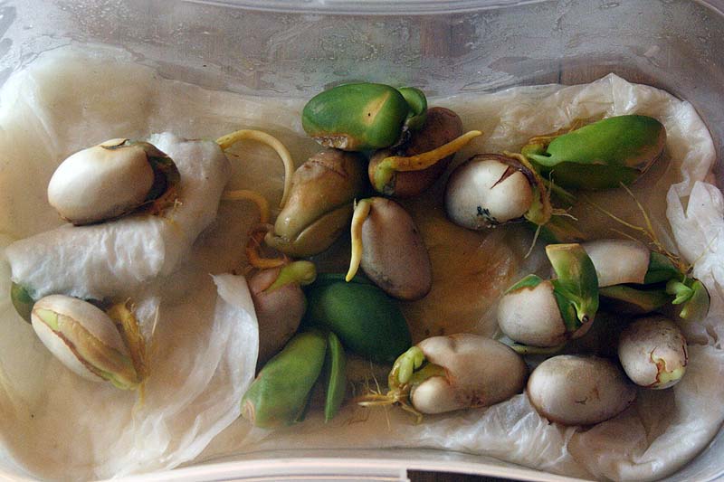 10_09_18_jacks_germinados.jpg