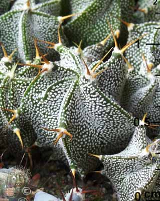 10_Astrophytum_ornatum_niveum__.jpg