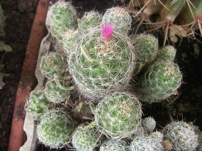 10_cactus.jpg