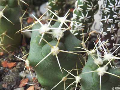 10_Coryphantha_scheeri_robustispina__.jpg