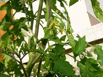 10_flor%20tomaquera2.JPG