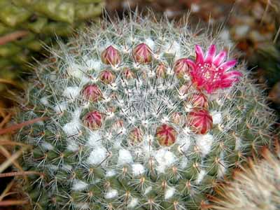 10_Mammillaria_parkinsonii___.jpg