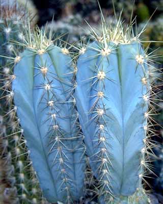 10_Pilosocereus_azureus___.jpg
