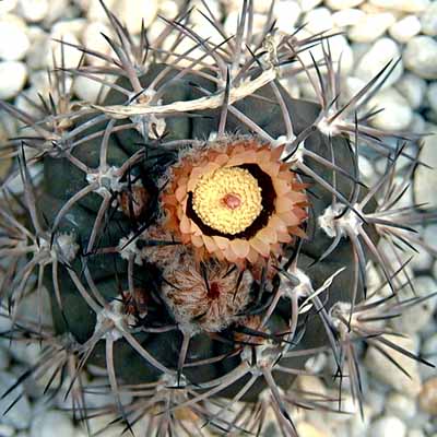 10_Pyrrhocactus_megliolii___2.jpg