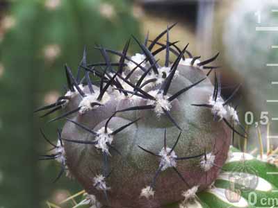10_Pyrrhocactus_vertongenii___200119.jpg
