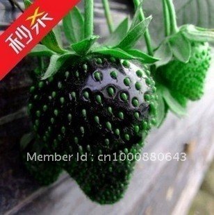 10pcs-bag-Black-Strawberry-Seeds-DIY-Home-font-b-Garden-b-font-.jpg