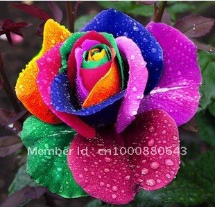 10pcs-bag-colourful-rose-Rainbow-Rose-Flower-Seeds-DIY-Home-font-b-Garden-b-font-.jpg