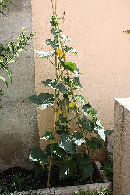11%252520-%252520Pepinos_suelo_1.JPG