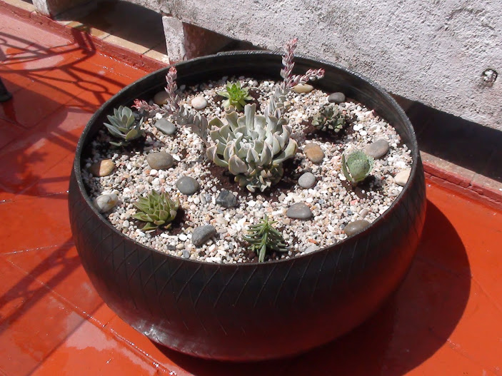 11-plantado.JPG