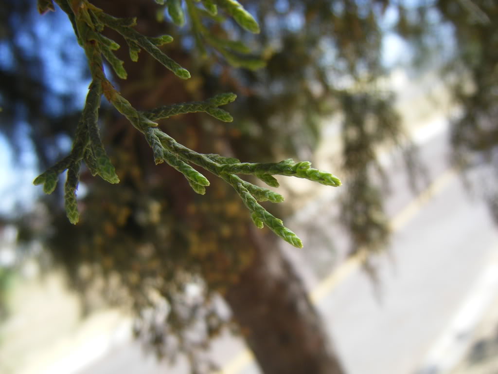 110209132.jpg