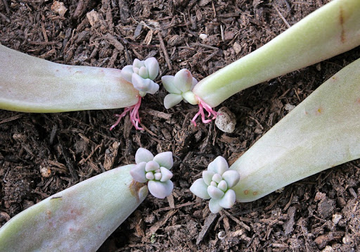 110402_Graptopetalum-paraguayense_01%5B2%5D.jpg